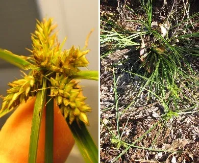 Yellow flatsedge