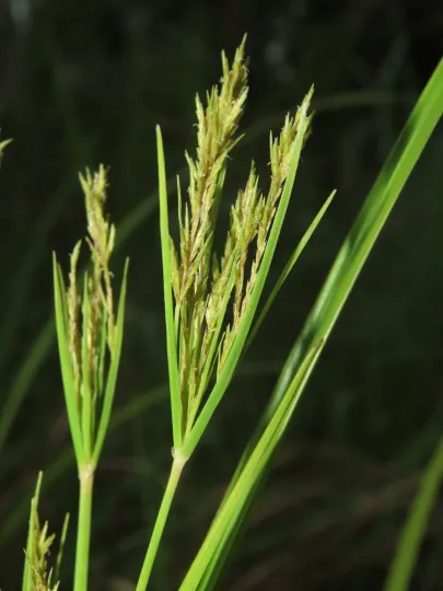 Nutans sedge