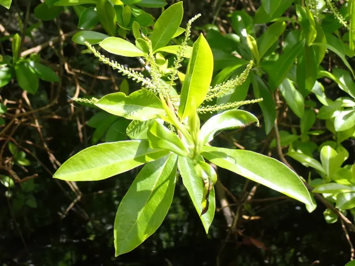 Swamp cyrilla
