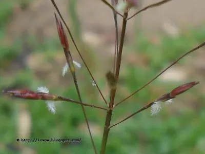 Chrysopogon arcuatus