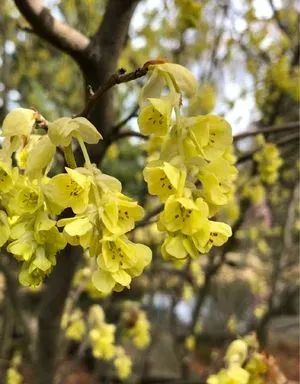 Корилопсис колосковий