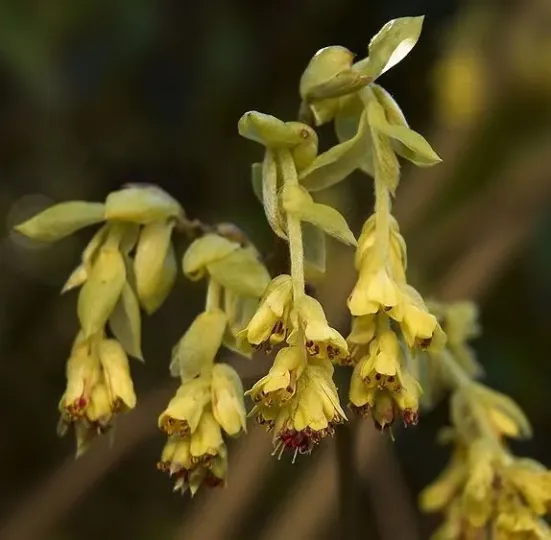 Himalayan corylopsis