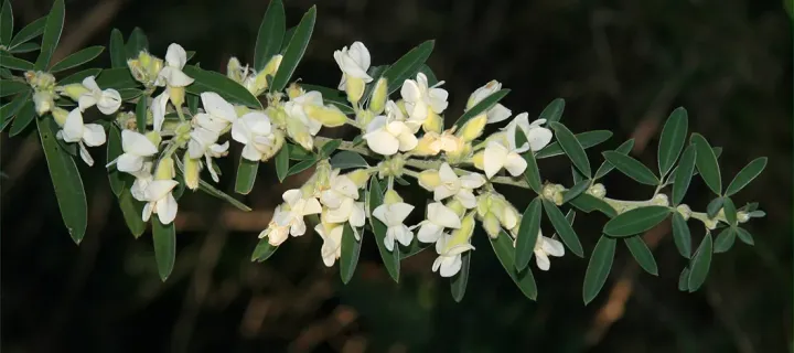 Chamaecytisus prolifer