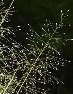 Cyrtococcum trigonum