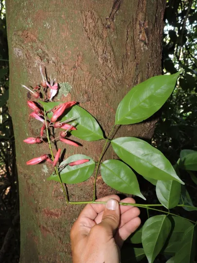 Dahlstedtia pentaphylla