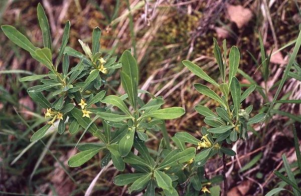 Daphne giraldii