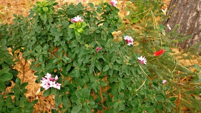 Daphne mantensiana