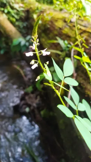 Desmodium adscendens