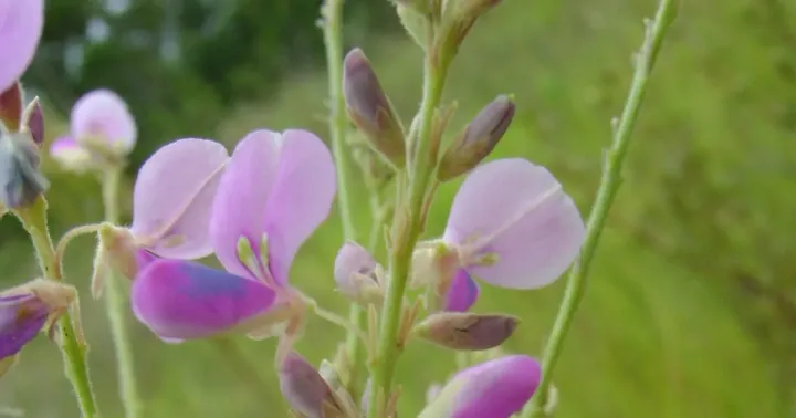 Desmodium cajanifolium