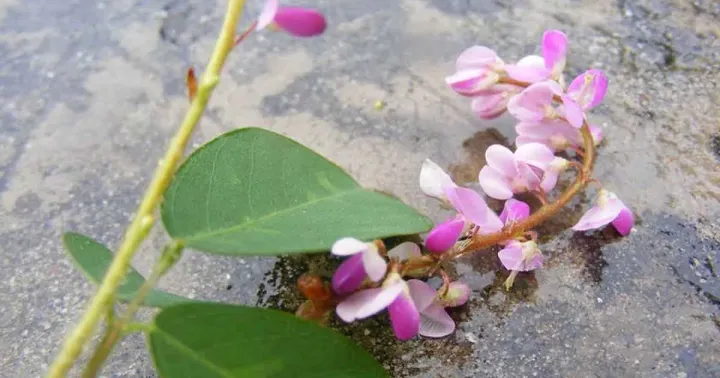 Desmodium floribundum