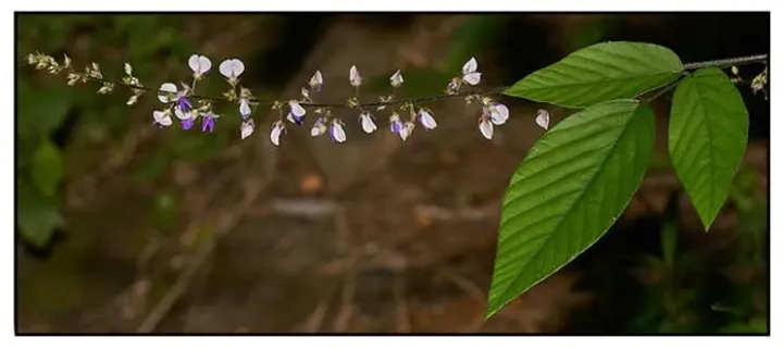 Desmodium laxiflorum