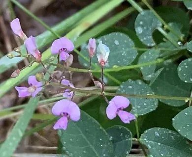 Desmodium mauritianum