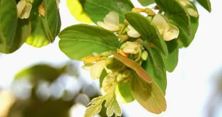 Desmodium pulchellum