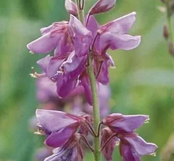 Desmodium spicatum