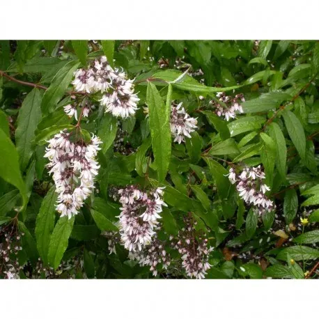 Deutzia chunii
