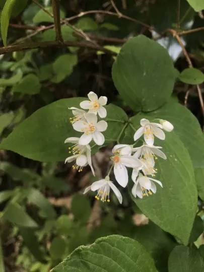 Fuzzy deutzia