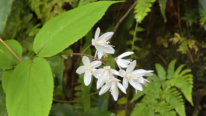 Taiwan deutzia