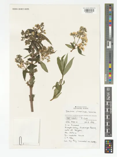 Deutzia vilmorinae