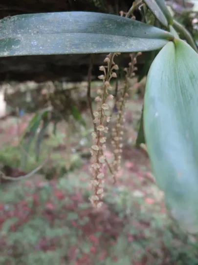 Rhipidoglossum rutilum
