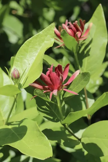 Western spicebush
