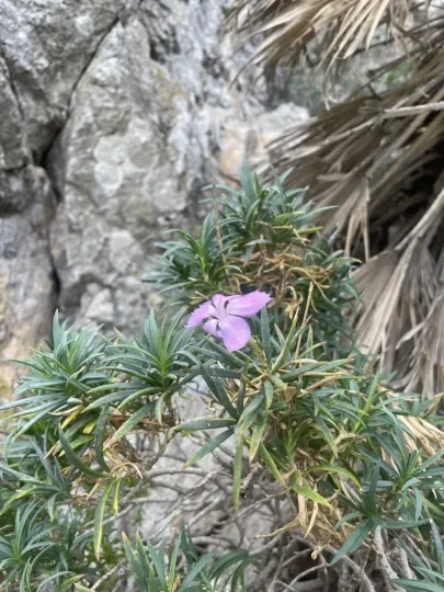 Rock carnation