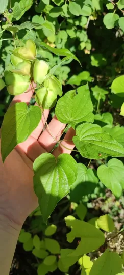 Диоскорея кавказская