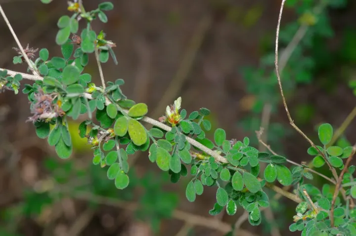 Trailing dalea
