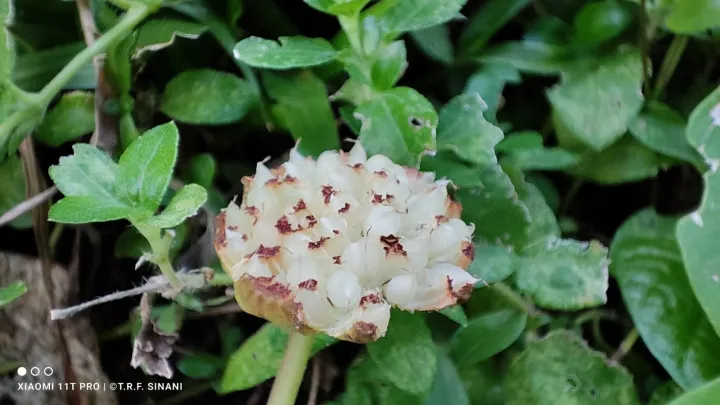Dorstenia cayapia
