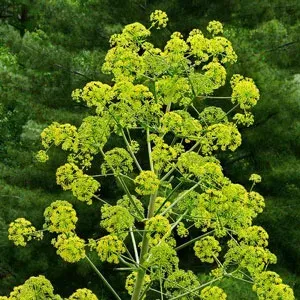 Ferula ammoniacum