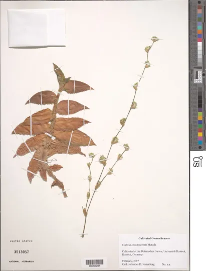 Callisia soconuscensis