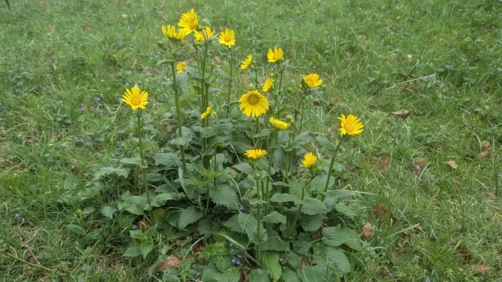 Doronicum plantagineum