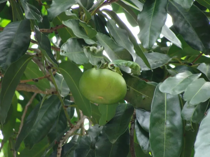 Black sapote