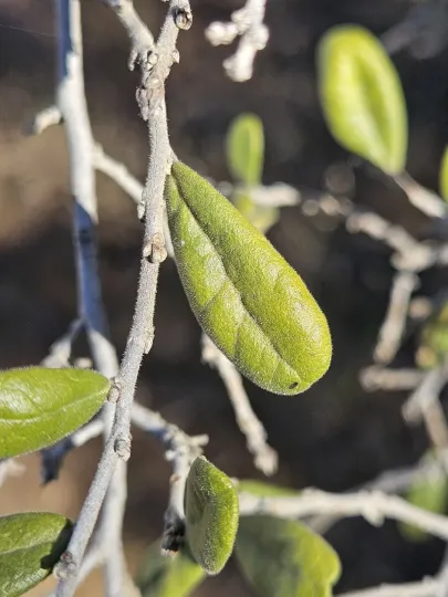 Texas persimmon