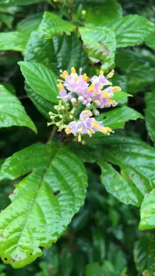 Japanese beautyberry