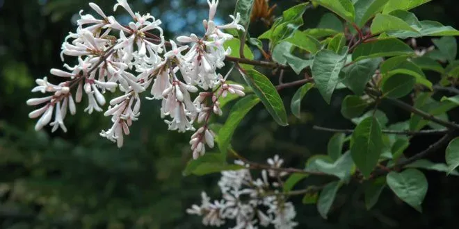 Dipelta floribunda