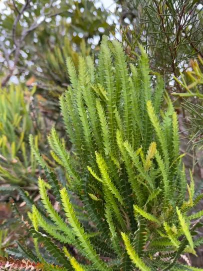 Banksia formosa