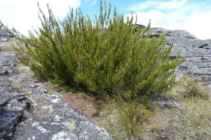 Дракофілум одноквітковий