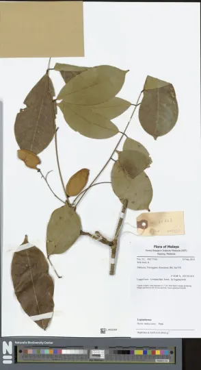 Derris malaccensis