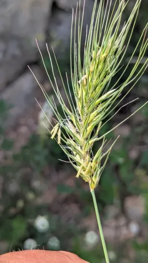Hairy canary grass