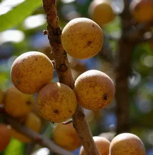 Ethiopian pistachio