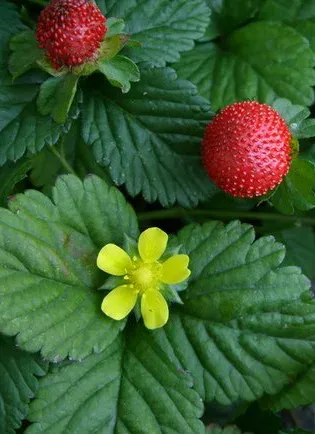Mock strawberry