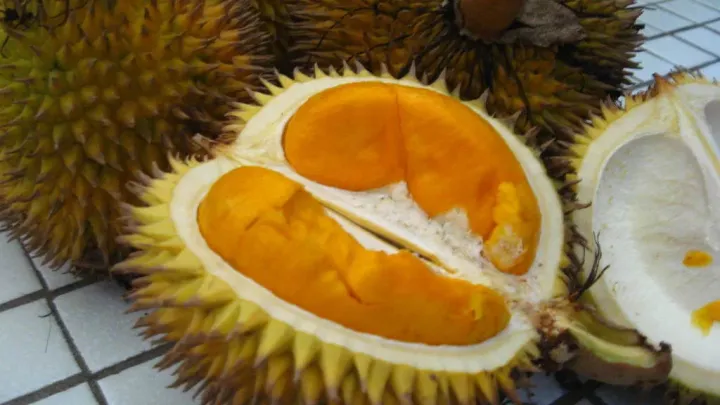 Kutai durian