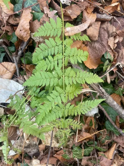 Crested wood fern