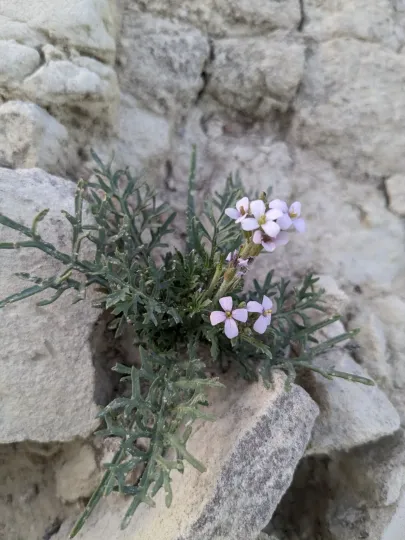 Эрукария испанская
