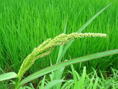 Host's Barnyard Grass