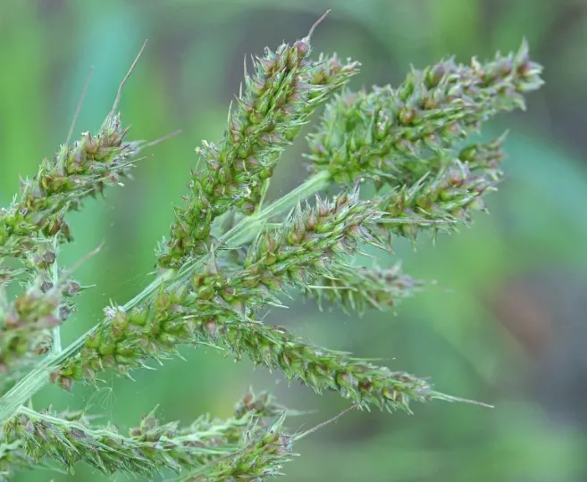 Spiral barnyard grass