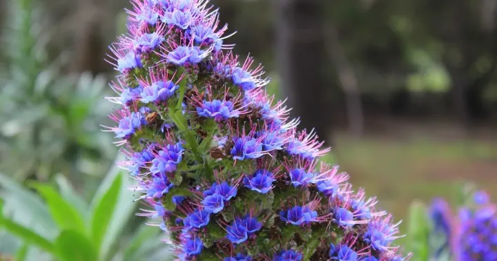 Echium fastuosum
