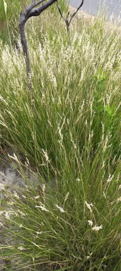 Ehrharta villosa