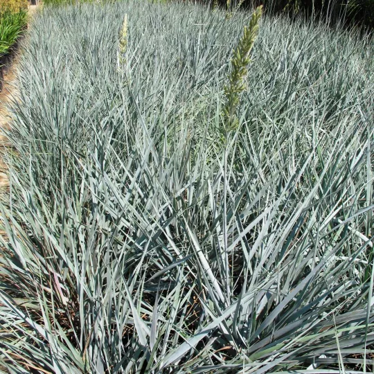 Giant rye grass