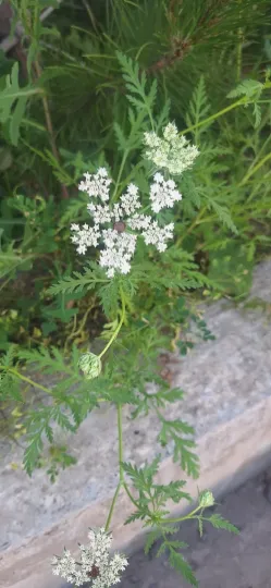 Eremodaucus lehmannii
